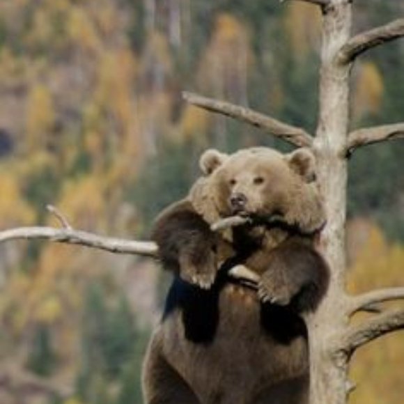 Meet your Posher,Taffyrose54 - Picture 1 of 1